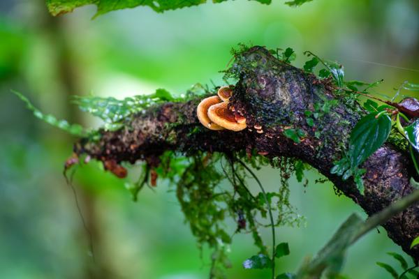 La Fortuna, Costa Rica