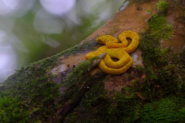 La Fortuna, Costa Rica