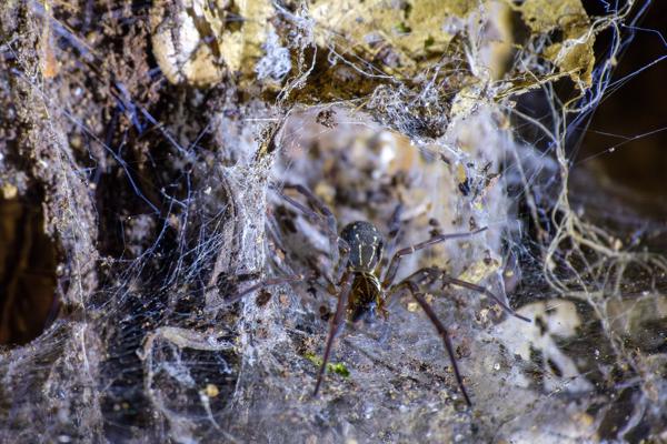 Cabeceras, Costa Rica