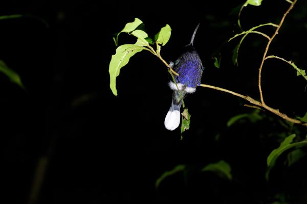 Cabeceras, Costa Rica