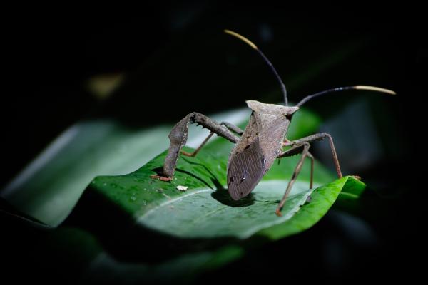 Cabeceras, Costa Rica