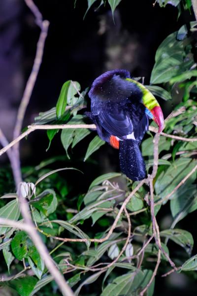 Cabeceras, Costa Rica