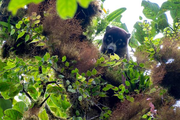 Monteverde, Costa Rica