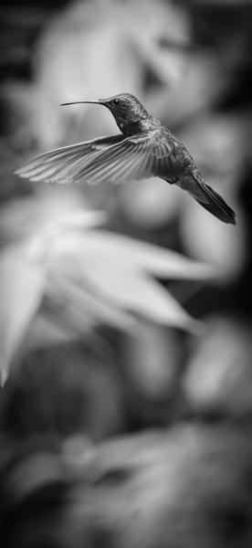 Monteverde, Costa Rica