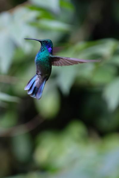 Monteverde, Costa Rica