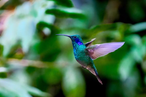 Monteverde, Costa Rica