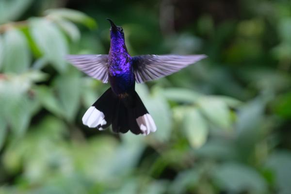 Monteverde, Costa Rica
