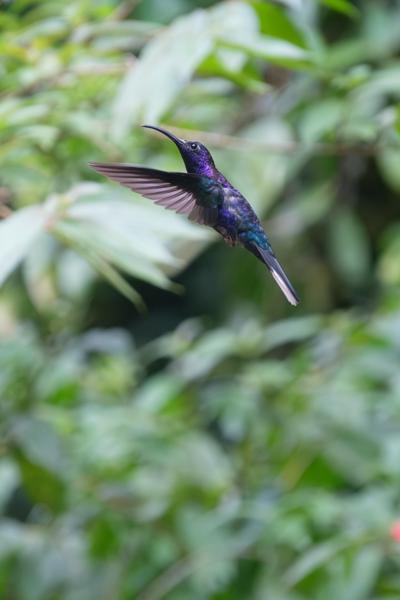 Monteverde, Costa Rica