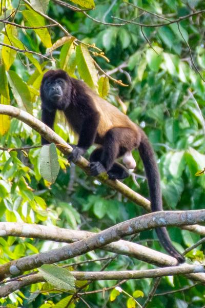 Mantled Howler Monkey in Costa Rica Canopy Quepos, Costa Rica