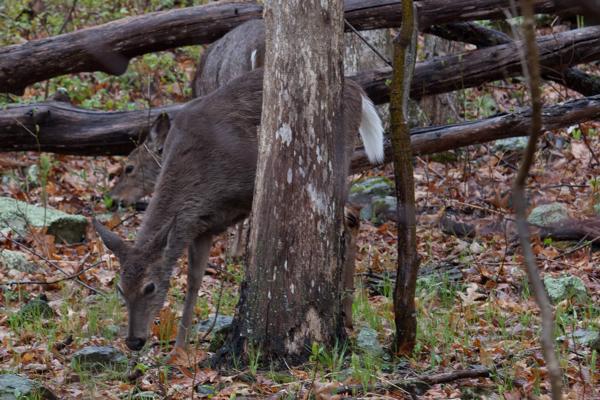 Warren County, United States