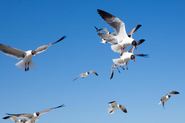 Galveston, United States