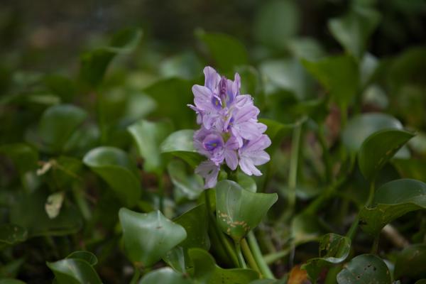 Saint Martin Parish, United States