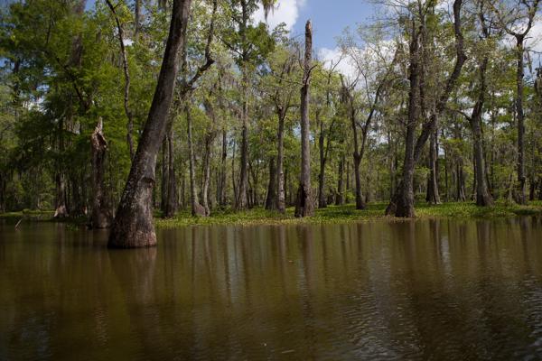 Saint Martin Parish, United States