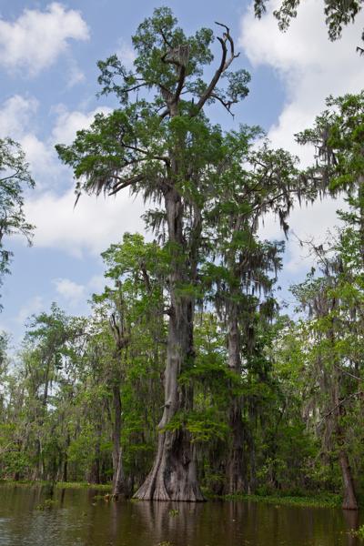 Saint Martin Parish, United States