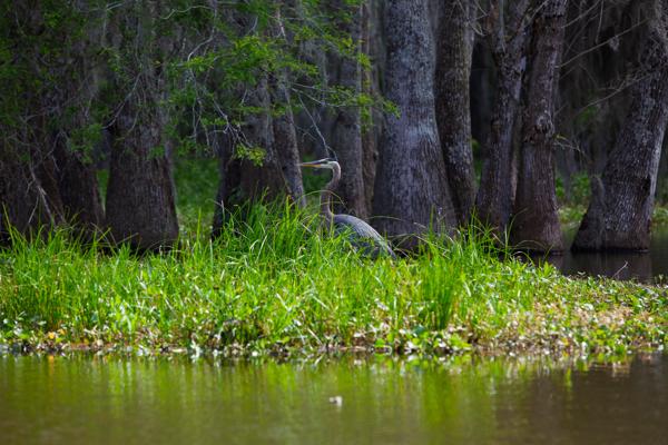 Saint Martin Parish, United States