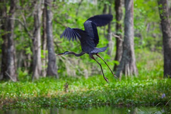 Saint Martin Parish, United States