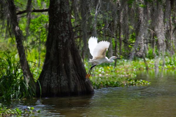 Saint Martin Parish, United States