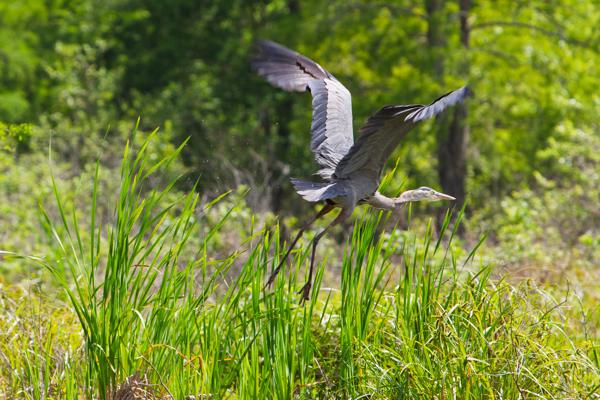 Saint Martin Parish, United States