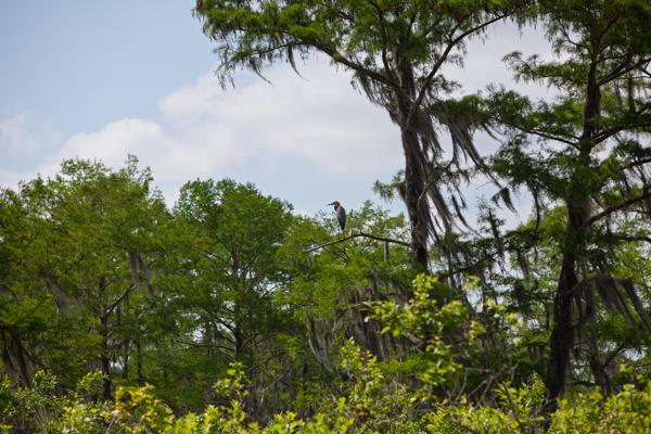 Saint Martin Parish, United States