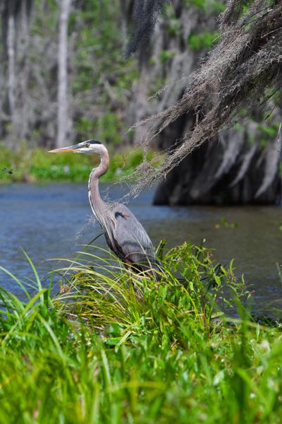 Saint Martin Parish, United States