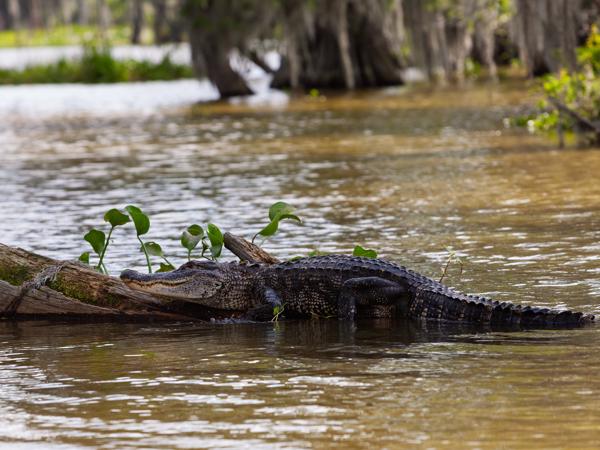 Saint Martin Parish, United States