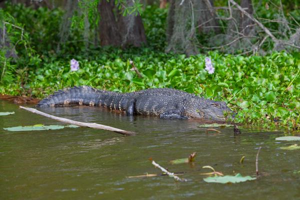 Saint Martin Parish, United States