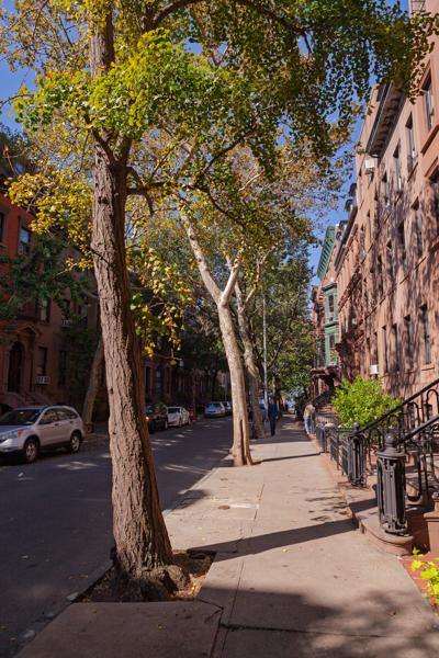 Autumn Morning on a Tree-Lined Brownstone Street, Brooklyn New York, United States