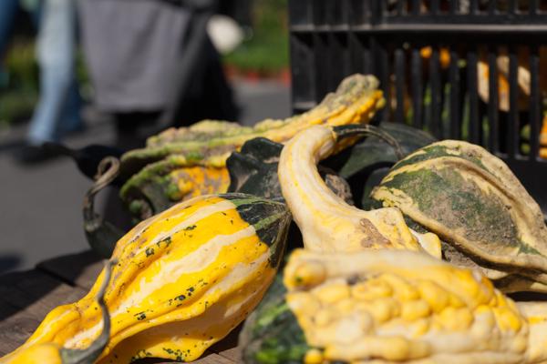 Ornamental gourds at the Union Square Greenmarket, New York City New York, United States