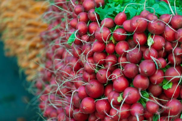 Fresh Radishes at Union Square Greenmarket, New York City New York, United States