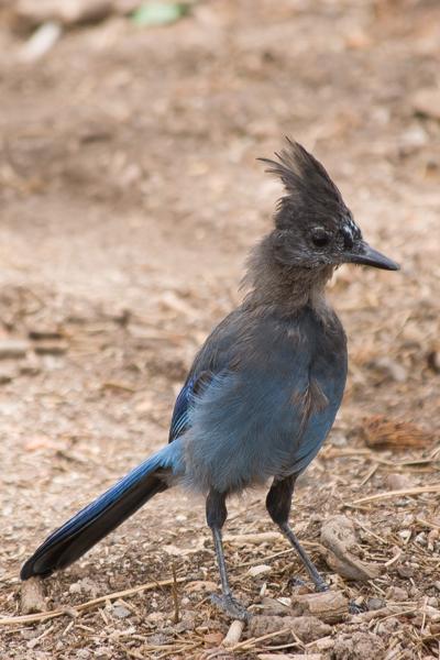 Garfield County, United States
