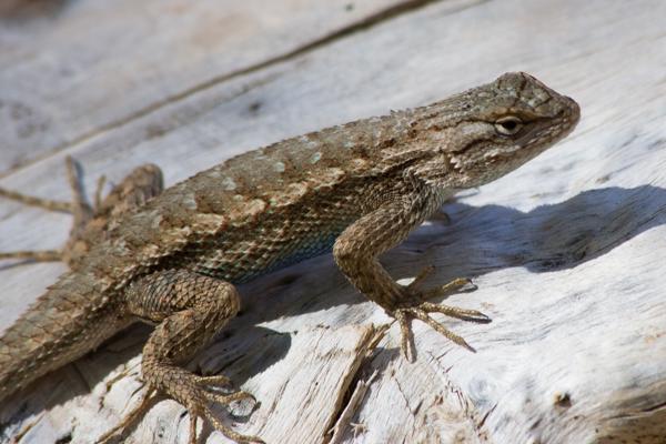 Zion Lodge, United States