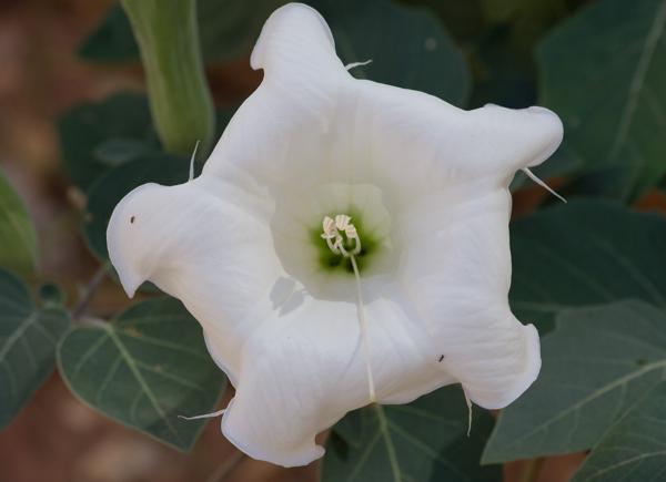 Zion Lodge, United States