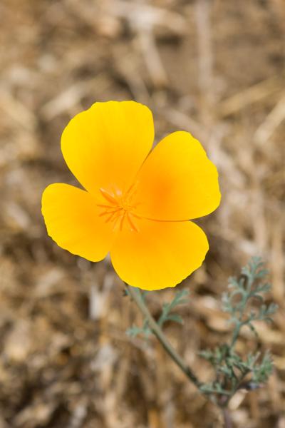 Watsonville, United States