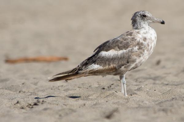 Watsonville, United States