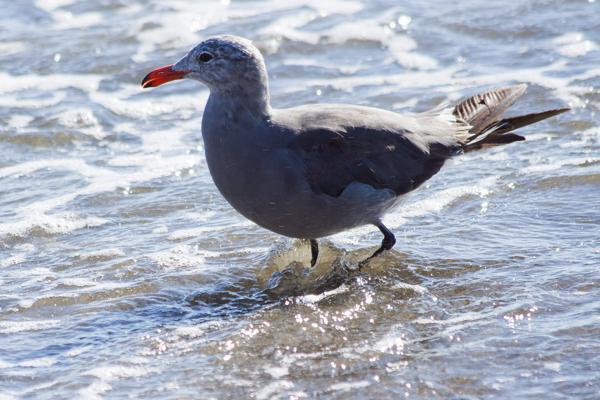 Watsonville, United States