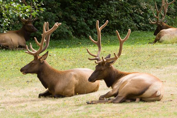 Berry Glenn, United States