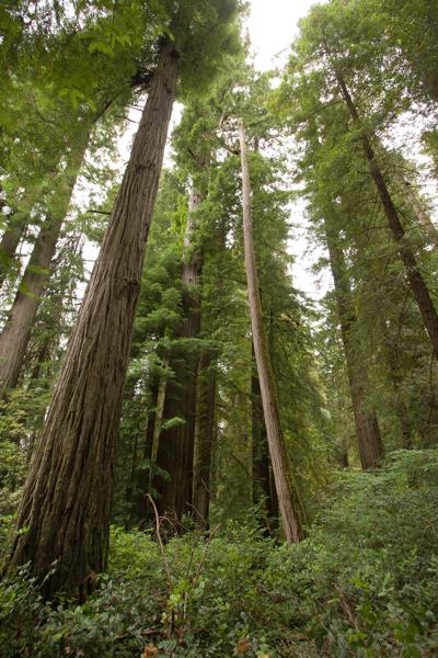 Hiouchi, United States