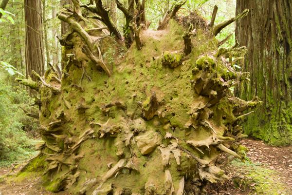 Hiouchi, United States