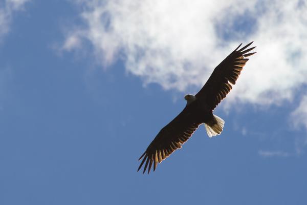 Rogue Elk, United States