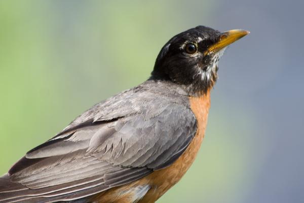 Park County, United States