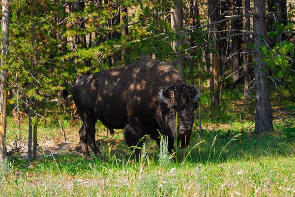 Park County, United States
