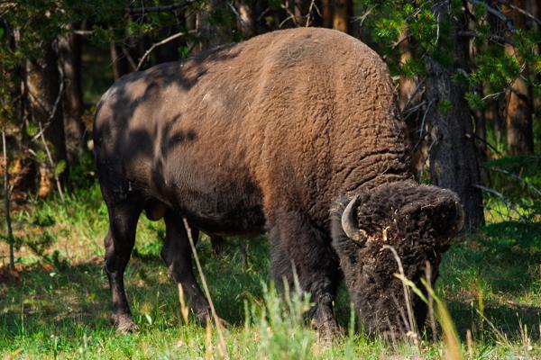 Park County, United States