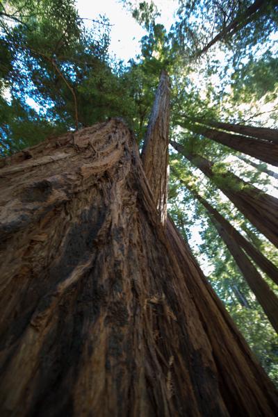 Marin County, United States