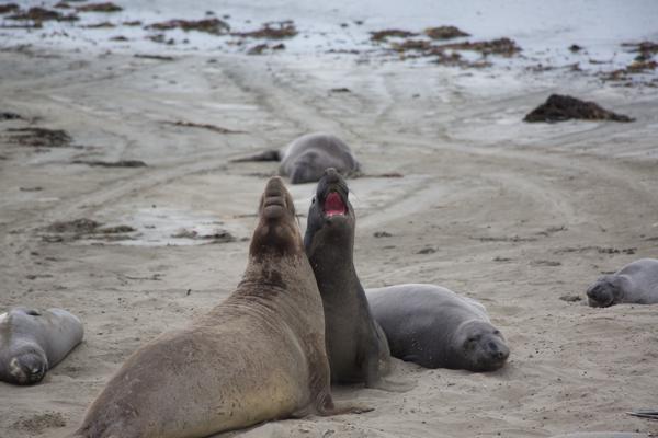 Big Sur, Vereinigte Staaten