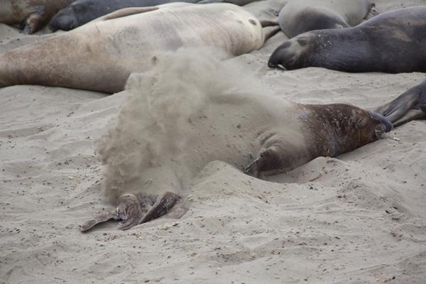 Big Sur, Vereinigte Staaten