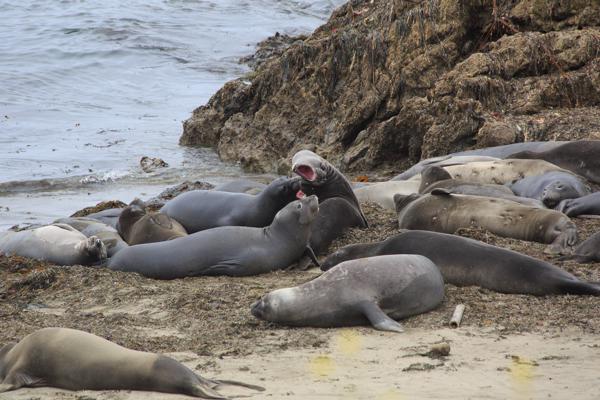 Big Sur, Vereinigte Staaten