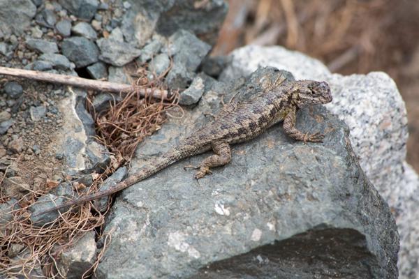 Big Sur, Vereinigte Staaten