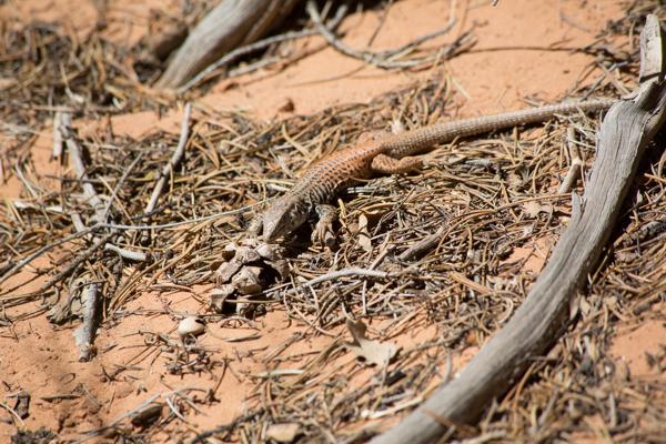 Grand County, United States