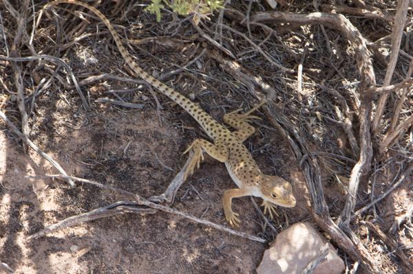Grand County, United States