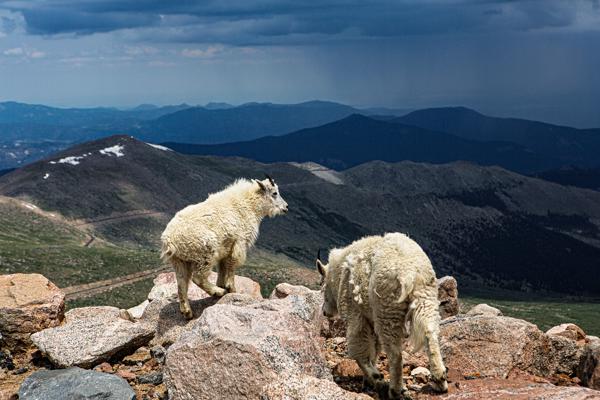 Mountain Goats on a Stormy Alpine Ridge 